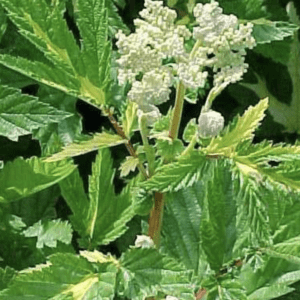 Green plant with white flower clusters growing outdoors.